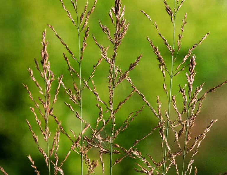 Molinia arundinacea 'Karl Foerster'